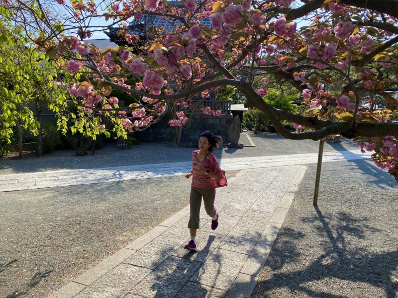 八重桜の本覚寺へお花見ラン