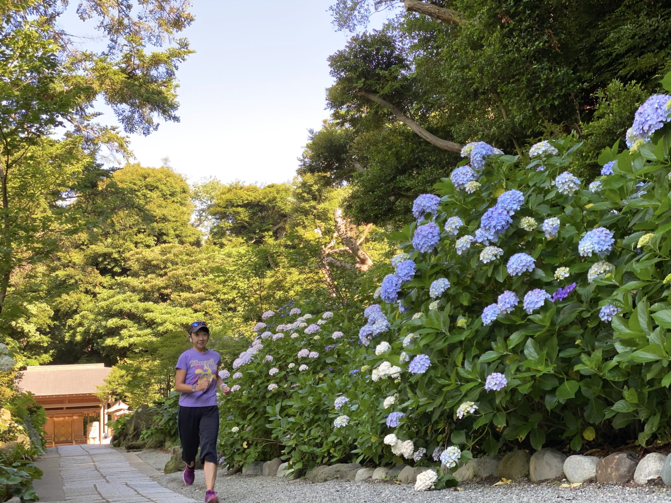 葛原岡神社の紫陽花とラン