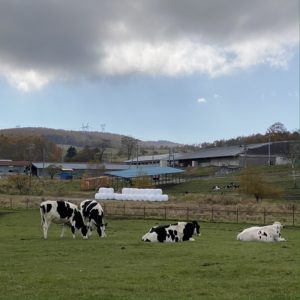 長門牧場の牛たち