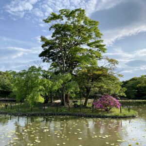 鶴岡八幡宮の池