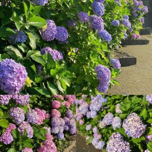 鶴岡八幡宮の紫陽花