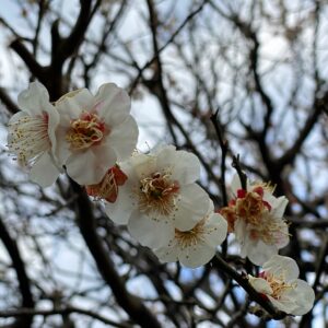 安国論寺近くの梅の花