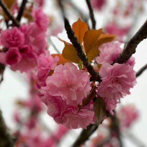 鎌倉文華館 鶴岡ミュージアムの八重桜