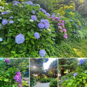 源氏山公園の紫陽花