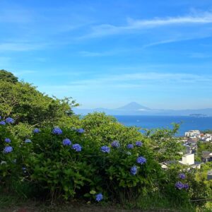 あじさい公園の紫陽花と富士山
