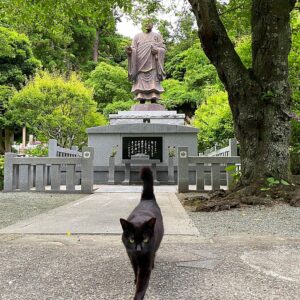 妙本寺の黒猫