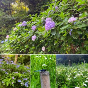 鎌倉中央公園の紫陽花やトンボ