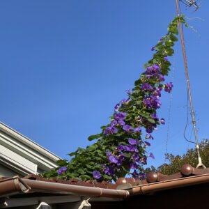 近所の屋根の上に咲く朝顔