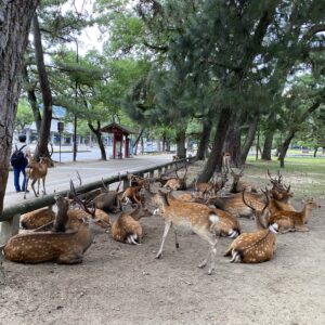 奈良公園の鹿軍団