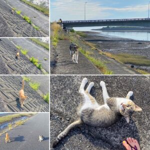 山国川沿いの道の猫